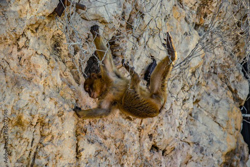 Macaque Watching the Mediterranean Sea Horizon