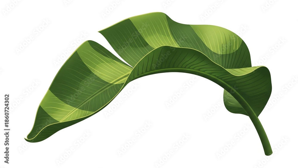 Fototapeta premium Tropical Banana Leaf in Vibrant Green with Soft Natural Lighting on Isolated White Background for Botanical Design