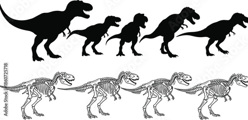 tyrannosaurus, evolution, silhouettes, skeletons, dinosaur, progression, prehistoric, reptile, fossil, anatomy, black, white, vector, illustration, science, education, extinct, animals
