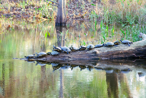 Many turtles are sitting in the sun