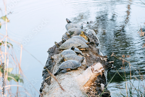 Many turtles are sitting in the sun
