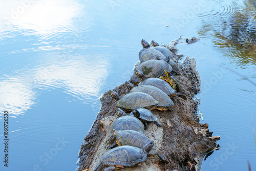 Many turtles are sitting in the sun