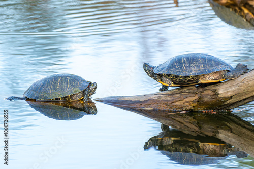 A turtle in close-up on the water