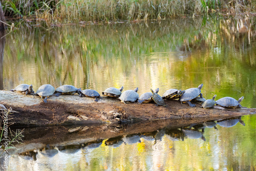 Many turtles are sitting in the sun