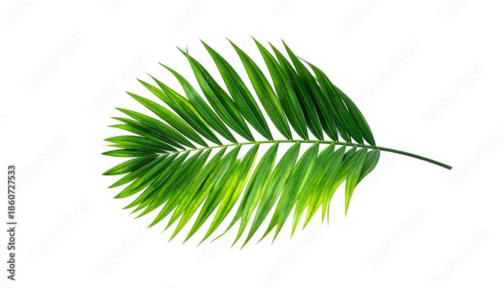 Fototapeta premium Isolated image of a vibrant green palm leaf against a stark black background