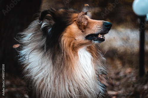 Shetland Sheepdog Running Through the Woods
