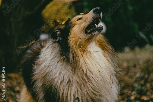 Shetland Sheepdog Running Through the Woods