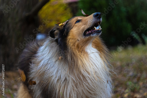 Shetland Sheepdog Running Through the Woods