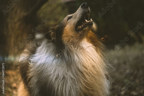 Shetland Sheepdog Running Through the Woods