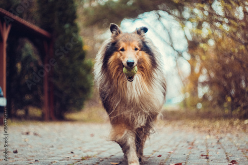 Shetland Sheepdog Running Through the Woods