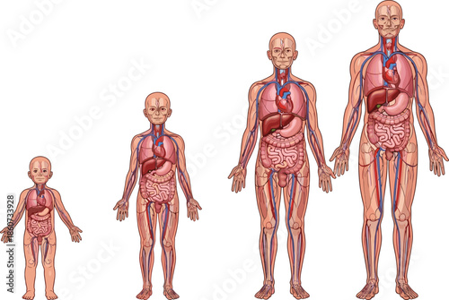 Human anatomy of different ages and sizes medical body internal organs circulatory system