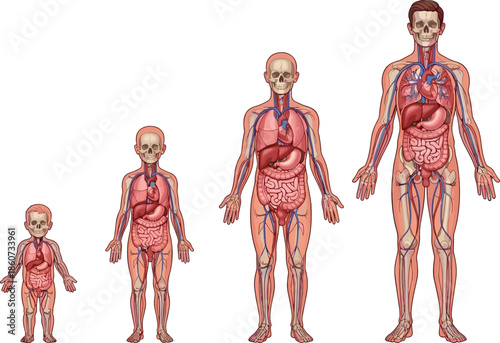 Human body anatomy of different ages skeleton muscles organs