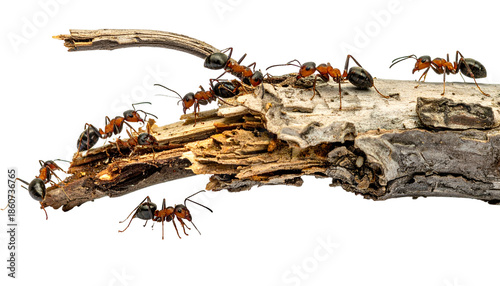 Macro shot of a colony of ants on a decaying wooden branch, black background
