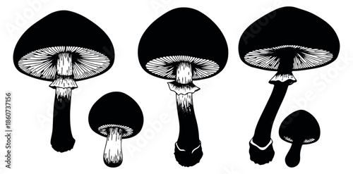 Hand drawn line art mushroom set featuring various fungi for autumn and nature-themed designs