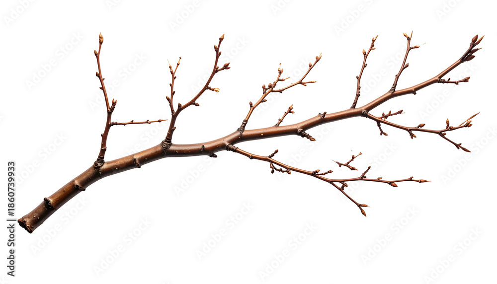Fototapeta premium Detailed image of a bare tree branch, brown with tiny buds, set against a black backdrop
