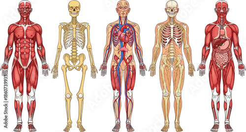 Human body anatomy showing muscular skeletal and circulatory systems muscular system 1