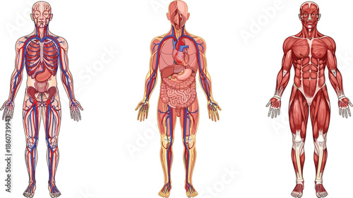 Human body anatomy showing circulatory and muscular systems circulatory system skeletal system