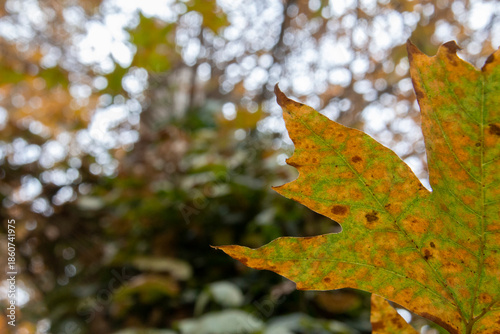 Wallpaper Mural autumn leaves in the forest Torontodigital.ca