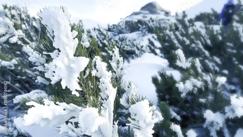 Girl with dog on Chornohora ridge of Ukrainian Carpathians in winter. Winter hike in mountains. Adventures in mountains.