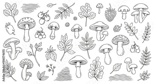 Detailed illustration of various mushrooms and forest foliage elements.