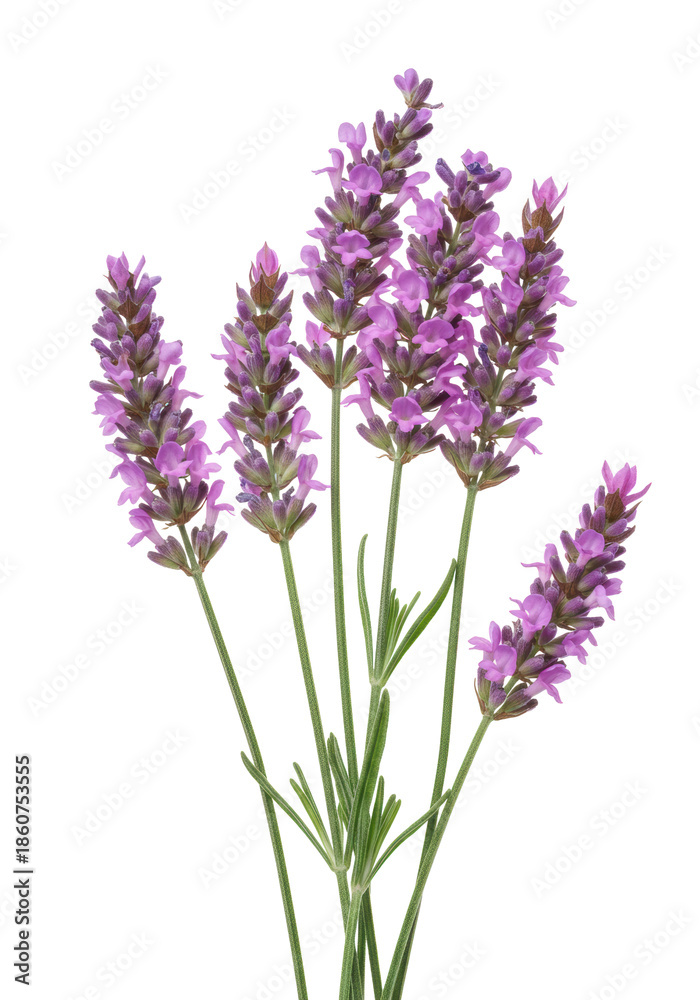 Fototapeta premium Fresh pink lavender sprigs with vibrant florets and green leaves in botanical illustration style, isolated on transparent with copy space, soft light, concept of natural botanical beauty