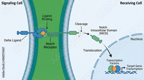 Notch receptor activation in cell signaling pathway with ligand binding at the membrane, proteolytic cleavage releasing the intracellular domain and its nuclear translocation for gene transcription; s