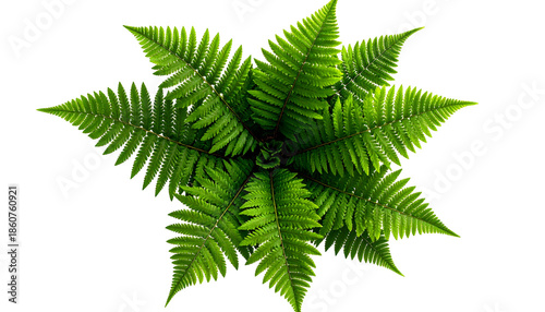 Overhead view of vibrant green fern fronds radiating from a central point against black backdrop