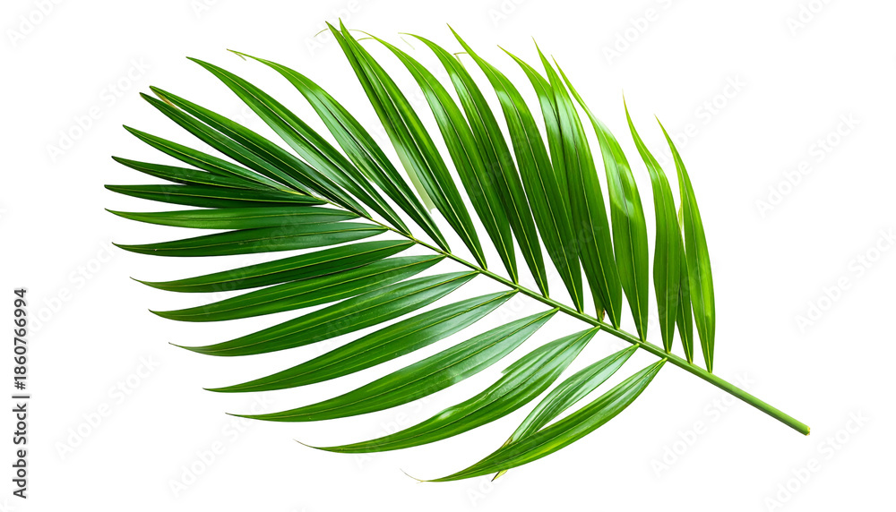 Fototapeta premium A single, vibrant green palm frond against a black backdrop, showcasing details