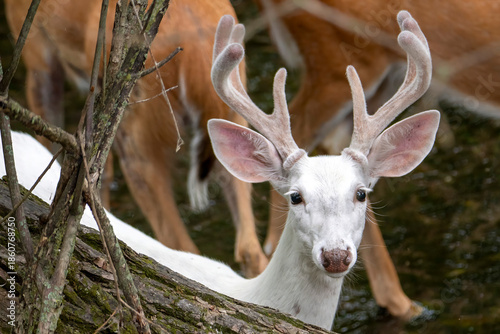 Piebald Whitetail Deer Buck