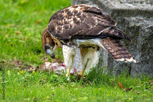 Red-Tailed Hawk with prey