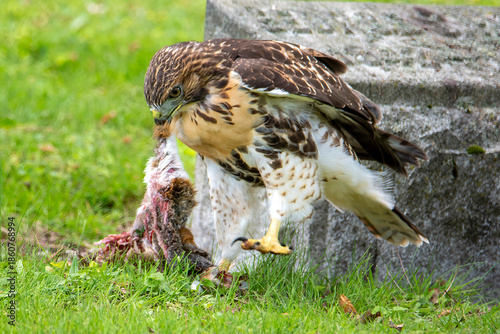 Red-Tailed Hawk with prey