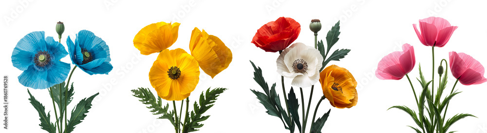 Fototapeta premium Beautiful poppy flower isolated on transparent background