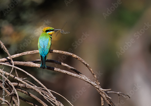 Colourful and beautiful wild rainbow bee-eater (Merops ornatus) with a dragonfly in its beak, Perth, Western Australia