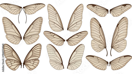 Comprehensive Set of Transparent Butterfly Wings with Distinct Vein Patterns and Brown Accents for Science, Illustration, and Digital Design Projects.