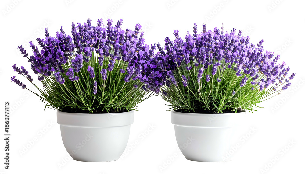 Fototapeta premium Two white potted lavender plants with vibrant purple blooms against a dark background