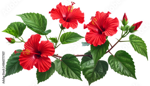 Vivid, detailed illustration of red hibiscus blooms with green leaves and buds, isolated