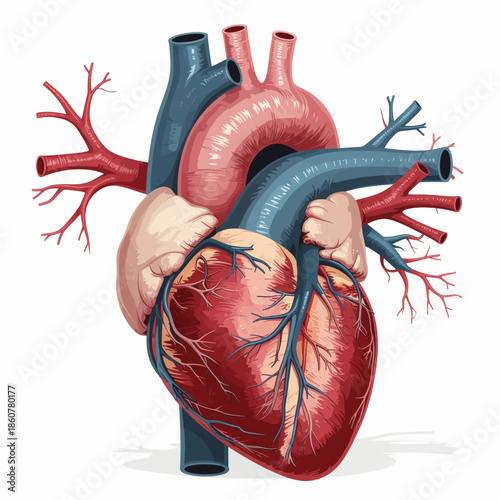 Anatomically accurate illustration of the human heart, showcasing its major arteries and veins.