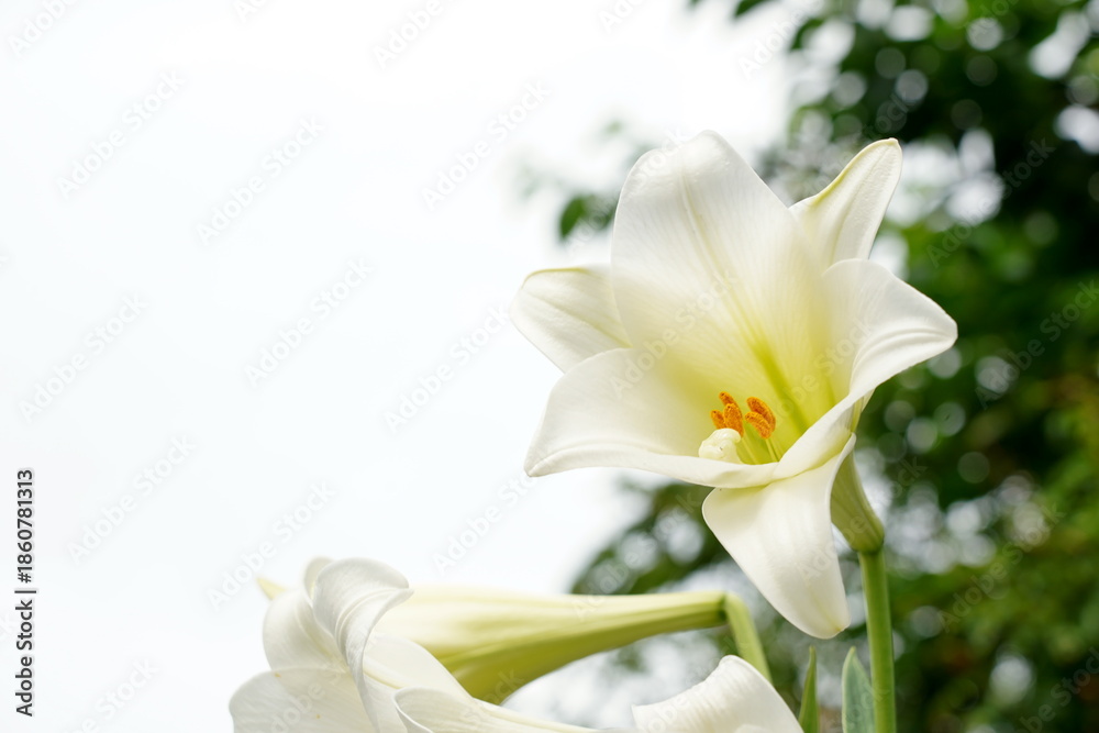 Obraz premium 明るい光の中で凛と咲き誇る白い百合の花が清純で美しい庭の景色を彩っています。