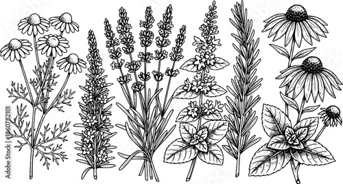 Detailed Black and White Woodcut Illustration of Healing Herbs a
