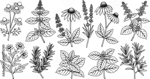Detailed Black and White Woodcut Illustration of Healing Herbs a
