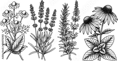 Detailed Black and White Woodcut Illustration of Healing Herbs a
