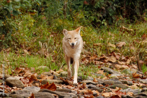 Coyote Walking Through Forest in Autumn