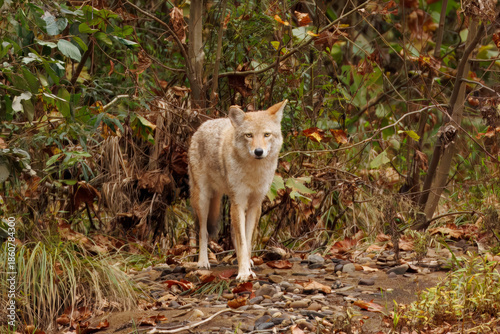 Coyote Standing in Leaf‑Covered Woodland