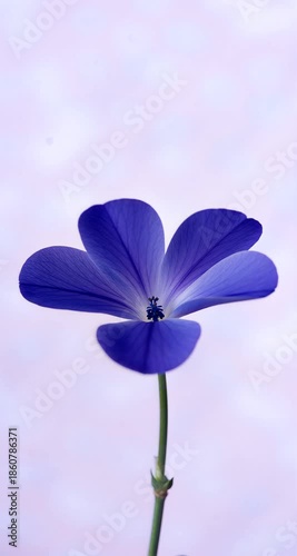 Blue-Purple Platycodon Buds Blooming Against Light Purple Background
