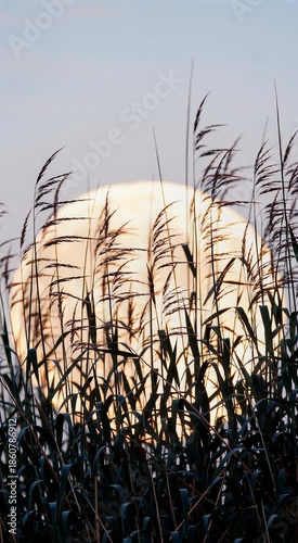 Silver-White Reed Spikes Floating Like Withered Reed Heap Under High Sky Against Silver-White Background

