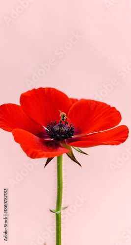 Bright Red Primrose Flowers Blooming Against Light Pink Background
