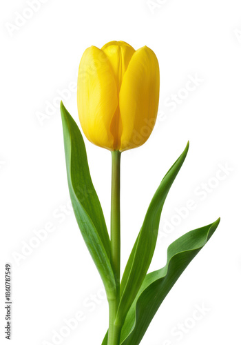 A single magnificent pure yellow tulip blossom, partially closed, with a long green stem and two broad leaves, perfectly isolated against a brilliant white studio background with copy space, fresh