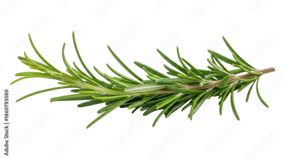 Fototapeta premium Single branch of fresh green rosemary on white background