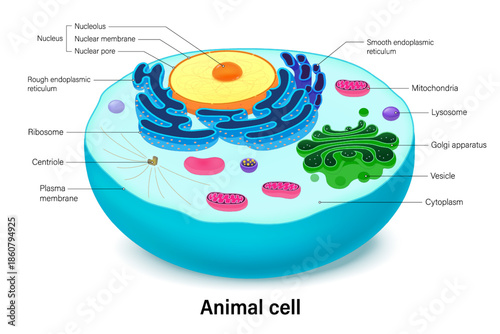 Animal cell structure with organelles cross section. Cell biology. Human cell structure. Nucleus, Mitochondria, Rough endoplasmic reticulum, Smooth endoplasmic reticulum, Golgi apparatus, Ribosome, Cy