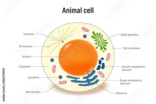 Animal cell structure with organelles. Cell biology. Human cell structure. Nucleus, Mitochondrion, Rough endoplasmic reticulum, Golgi apparatus, Ribosome, Cytoplasm, Lysosome and Centrosome.